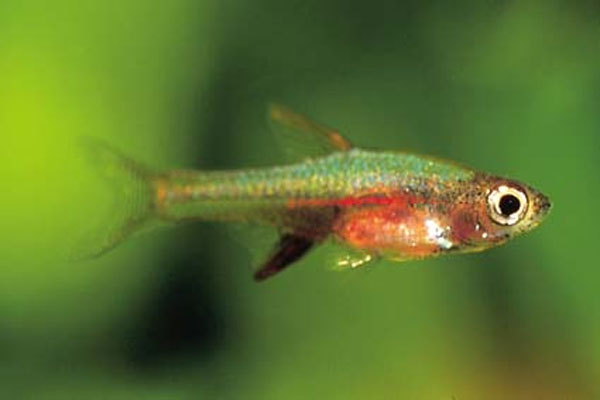 Sundadanio axelrodi (Brittan, 1976)